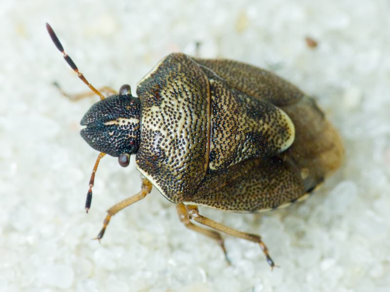 Rubiconia intermedia (Wolff, 1811)